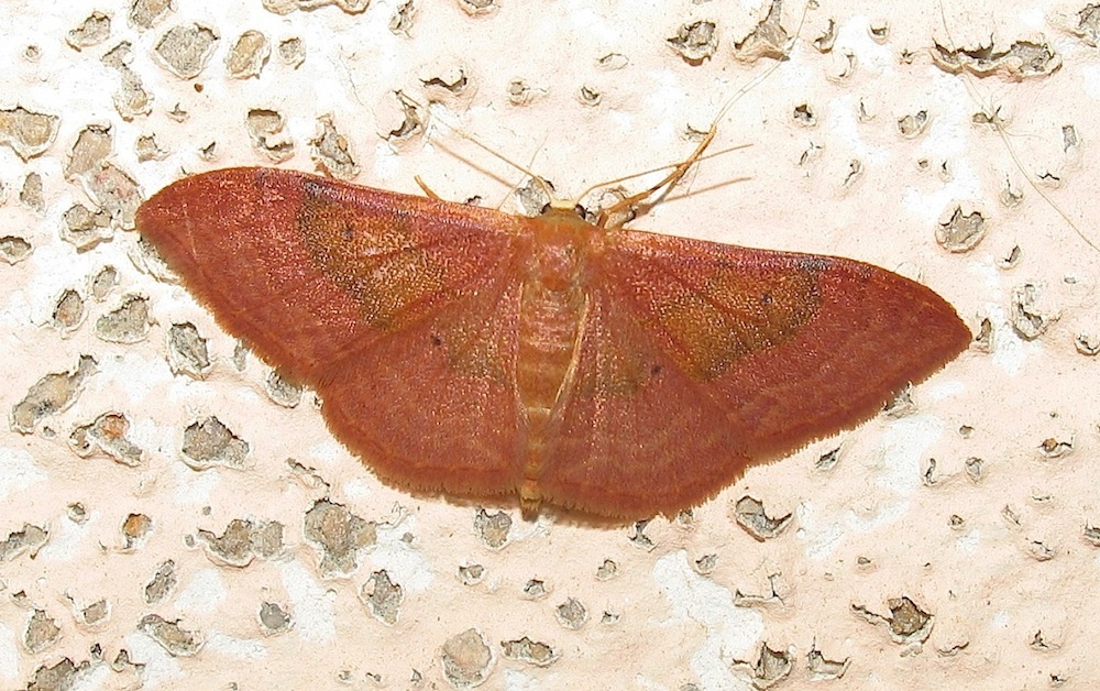 Identificazione falena 20